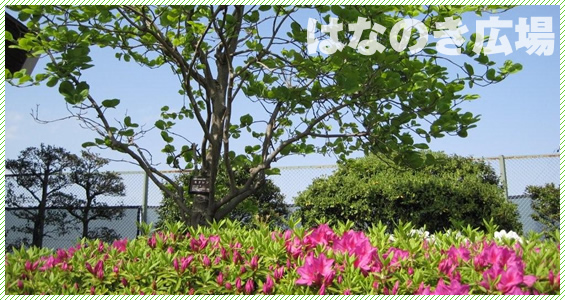 はなのき広場