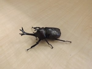 DSCF3817